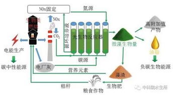 微藻 吃下霧霾元兇，產(chǎn)出上等生物油脂的生物合成利器